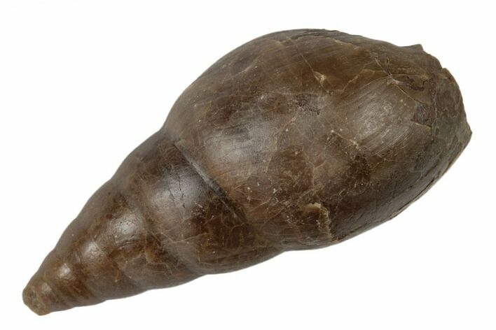 Pennsylvanian Fossil Gastropod (Strobeus) - Illinois #189442